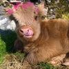 cutie_cow01